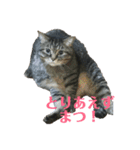 ぼくトラ、可愛いでしょ（個別スタンプ：1）