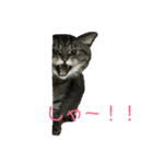 ぼくトラ、可愛いでしょ（個別スタンプ：3）