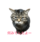 ぼくトラ、可愛いでしょ（個別スタンプ：4）
