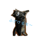 ぼくトラ、可愛いでしょ（個別スタンプ：5）