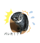 ぼくトラ、可愛いでしょ（個別スタンプ：6）