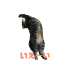 ぼくトラ、可愛いでしょ（個別スタンプ：10）