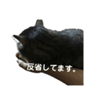 ぼくトラ、可愛いでしょ（個別スタンプ：12）