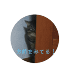 ぼくトラ、可愛いでしょ（個別スタンプ：14）