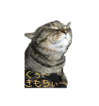 ぼくトラ、可愛いでしょ（個別スタンプ：16）