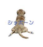 愛犬スタンプ2019（個別スタンプ：1）
