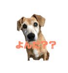 愛犬スタンプ2019（個別スタンプ：2）