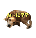 愛犬スタンプ2019（個別スタンプ：4）