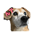 愛犬スタンプ2019（個別スタンプ：5）