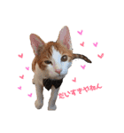 茶白のおしゃべりねこ。（個別スタンプ：1）