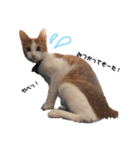 茶白のおしゃべりねこ。（個別スタンプ：2）