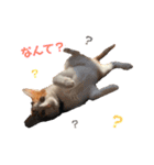 茶白のおしゃべりねこ。（個別スタンプ：3）