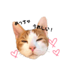 茶白のおしゃべりねこ。（個別スタンプ：4）