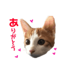 茶白のおしゃべりねこ。（個別スタンプ：5）