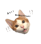 茶白のおしゃべりねこ。（個別スタンプ：6）