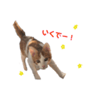 茶白のおしゃべりねこ。（個別スタンプ：8）