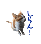 茶白のおしゃべりねこ。（個別スタンプ：9）