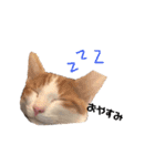 茶白のおしゃべりねこ。（個別スタンプ：10）