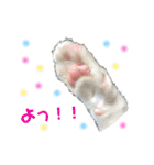 茶白のおしゃべりねこ。（個別スタンプ：11）