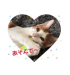 茶白のおしゃべりねこ。（個別スタンプ：12）