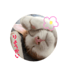 茶白のおしゃべりねこ。（個別スタンプ：13）