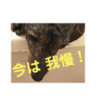 犬と生きること（個別スタンプ：1）