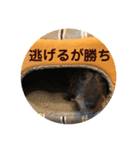 犬と生きること（個別スタンプ：4）