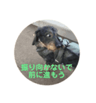 犬と生きること（個別スタンプ：5）