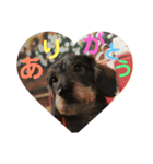 犬と生きること（個別スタンプ：6）