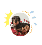 犬と生きること（個別スタンプ：7）