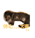 犬と生きること（個別スタンプ：8）