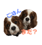 大好きキャバリアーズ（個別スタンプ：1）