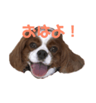 大好きキャバリアーズ（個別スタンプ：5）