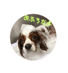 大好きキャバリアーズ（個別スタンプ：6）