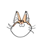 表情で訴える猫（個別スタンプ：2）
