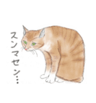 うちの猫と時々野良（個別スタンプ：3）