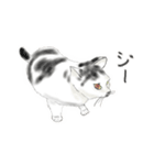 うちの猫と時々野良（個別スタンプ：7）