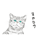 うちの猫と時々野良（個別スタンプ：9）