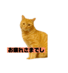 それいけ でしまし若王子（個別スタンプ：2）