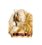 それいけ でしまし若王子（個別スタンプ：3）
