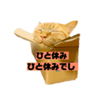 それいけ でしまし若王子（個別スタンプ：16）