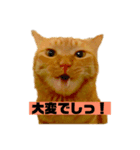 それいけ でしまし若王子（個別スタンプ：21）