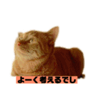 それいけ でしまし若王子（個別スタンプ：33）