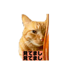 それいけ でしまし若王子（個別スタンプ：36）