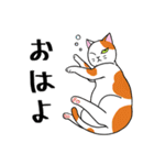 ねこちゃんいっぱい1 よく使う言葉（個別スタンプ：1）