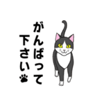 ねこちゃんいっぱい1 よく使う言葉（個別スタンプ：18）