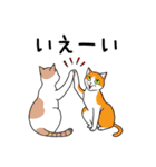 ねこちゃんいっぱい1 よく使う言葉（個別スタンプ：24）