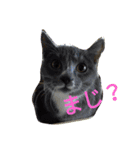 家族どうぶつ（個別スタンプ：1）