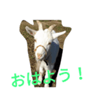 家族どうぶつ（個別スタンプ：2）