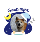 家族どうぶつ（個別スタンプ：8）